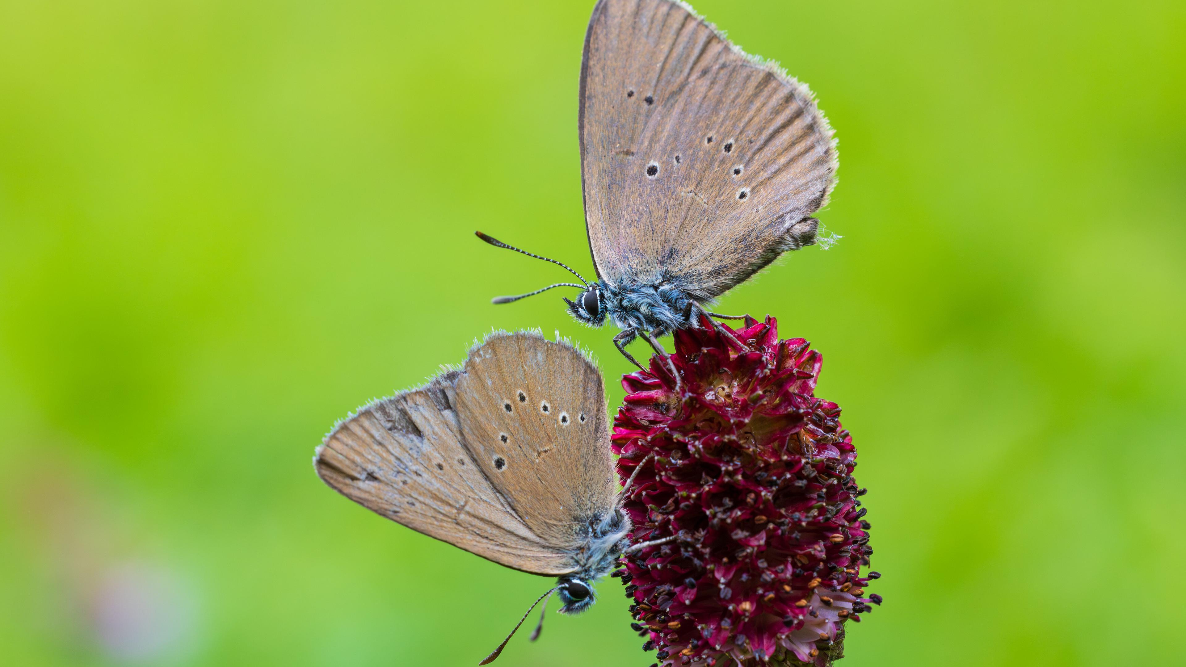 Dunkler Wiesenknopfameisenbläuling im Zeitzer Forst. © Frank Schwarzentrub