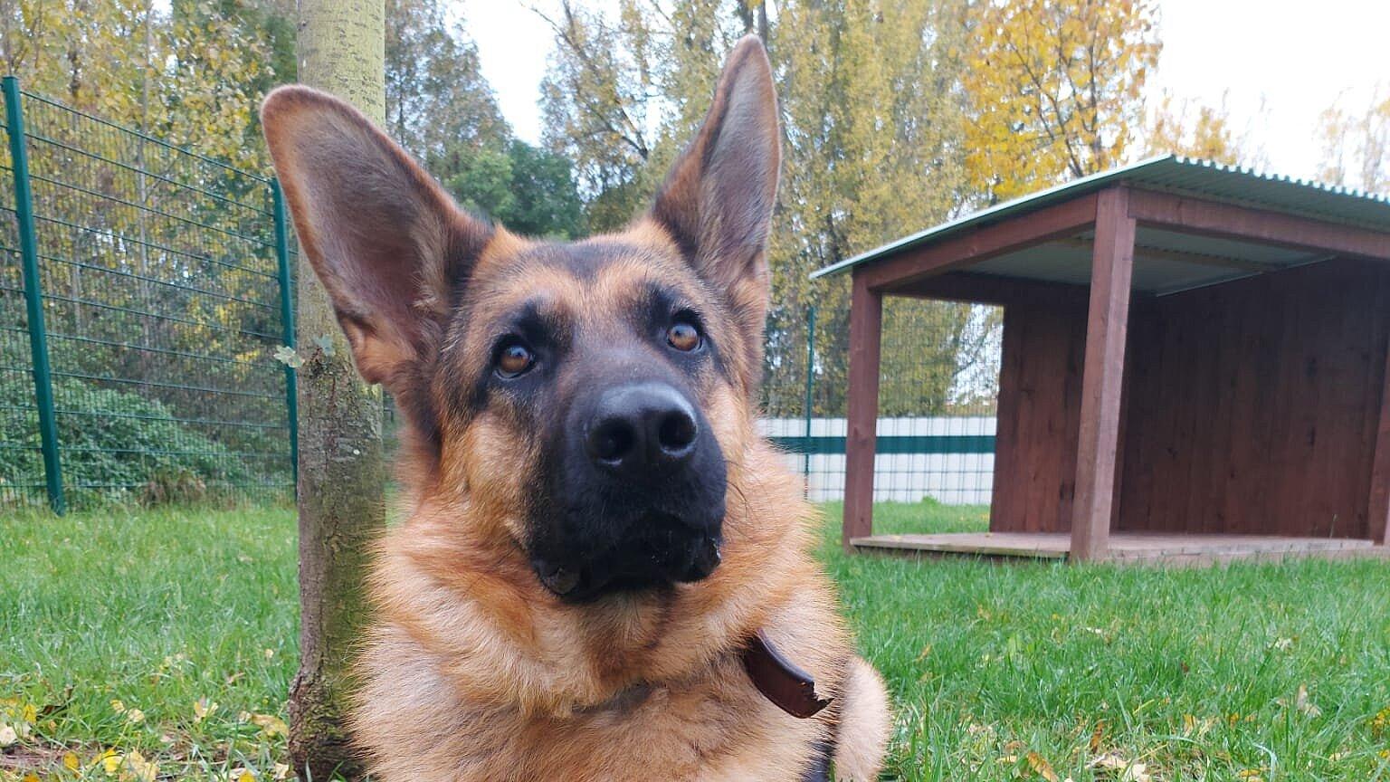 Ein Schäferhund aus dem Tierheim liegt auf einer Wiese. © Stadt Gera 