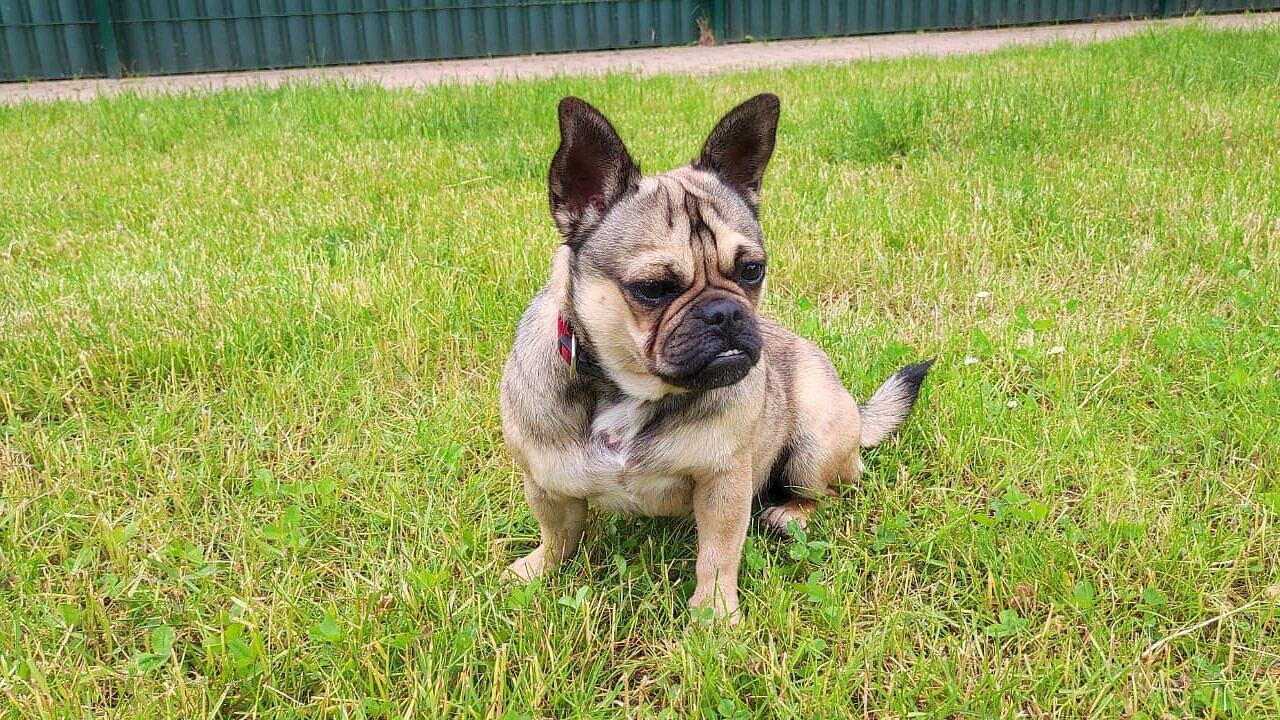 Hund. © Stadt Gera