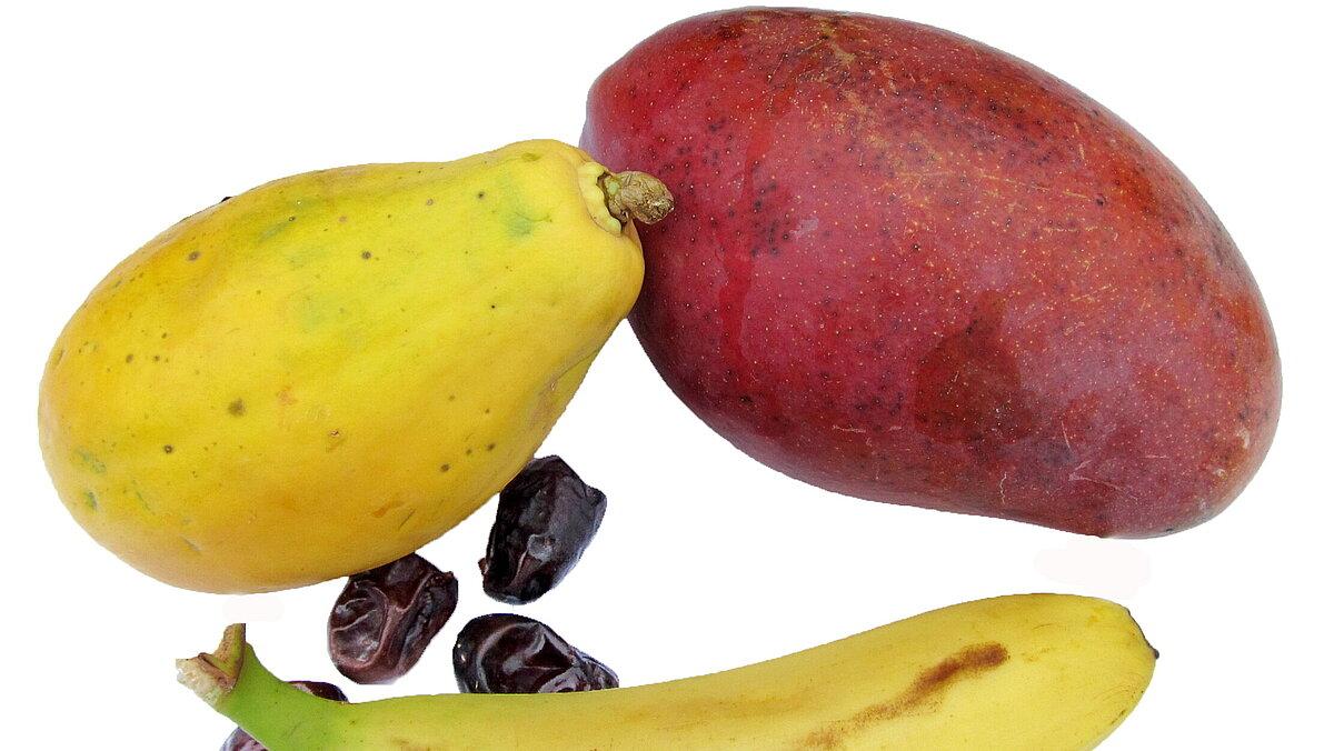Zahlreiche exotische Früchte; unter anderem Papaya, Mango, Banane und Dattel. . © Stadt Gera / Museum für Naturkunde (Fotograf: Frank Hrouda)