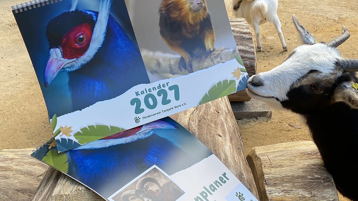 Tierparkkalender 2027 wird von Ziege im Streichelgehege angeknabbert. © Stadtverwaltung Gera