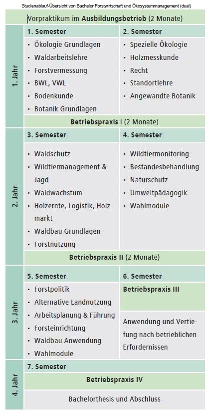 Studienablauf-Übersicht Bachelor Forstwirtschaft und Ökosystemmanagement. © FH Erfurt