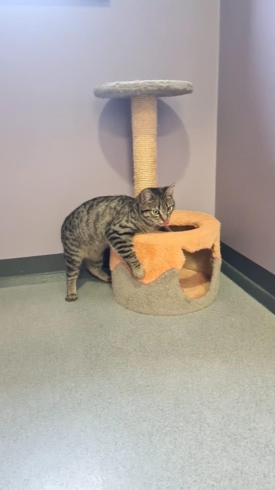 Katze spielt am Kratzbaum. © Stadt Gera