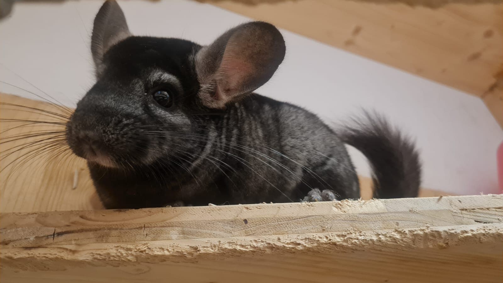 undefined. © Stadt Gera . © Stadt Gera