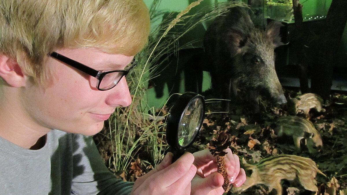 Ein Schüler betrachtet einen Zapfen durch eine Lupe im Museum für Naturkunde Gera. © Stadt Gera / Museum für Naturkunde (Fotograf: Frank Hrouda)