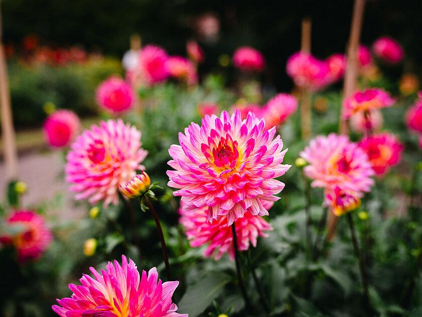 Viele pinke Dahlien. © Tony Matysik