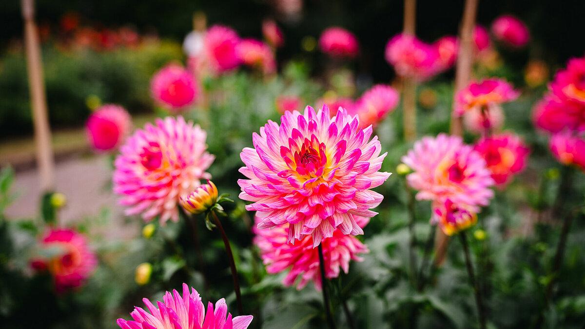 Viele pinke Dahlien. © Tony Matysik