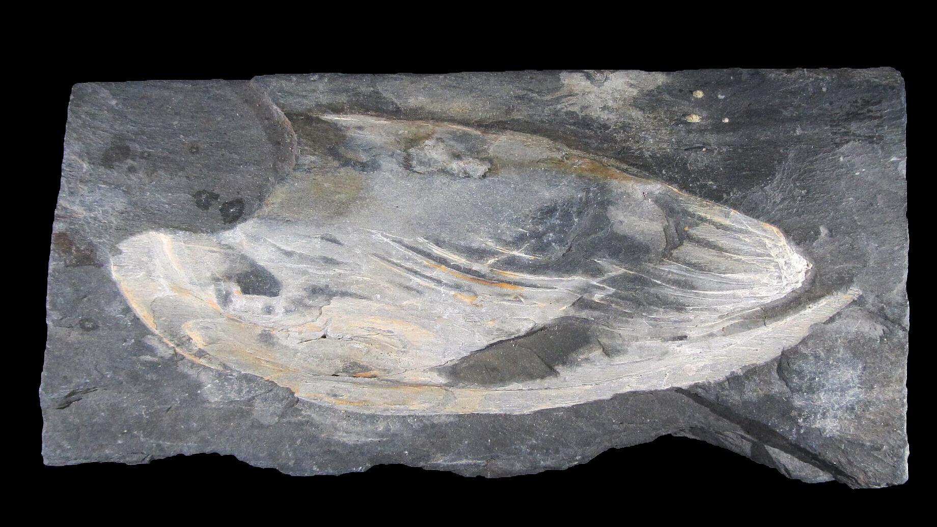 undefined. © Stadt Gera / Museum für Naturkunde (Fotograf: Frank Hrouda). © Stadt Gera / Museum für Naturkunde (Fotograf: Frank Hrouda)