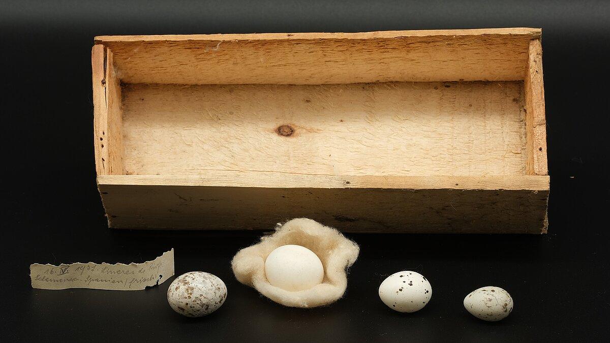 Eier von Ziegenmelker, Steinkauz, Pirol und Kernbeißer vor einem der originalen Sammlungskästchen Hermann Grüns