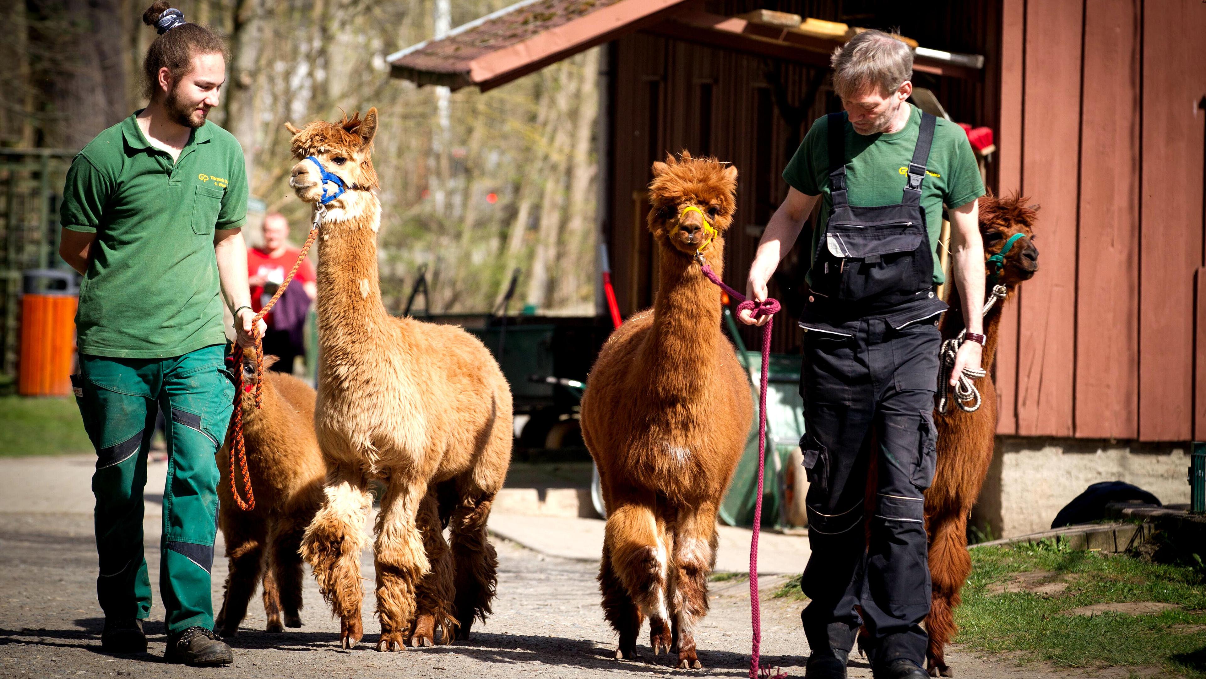 Zwei Tierpfleger führen Alpacas an einer Leine.