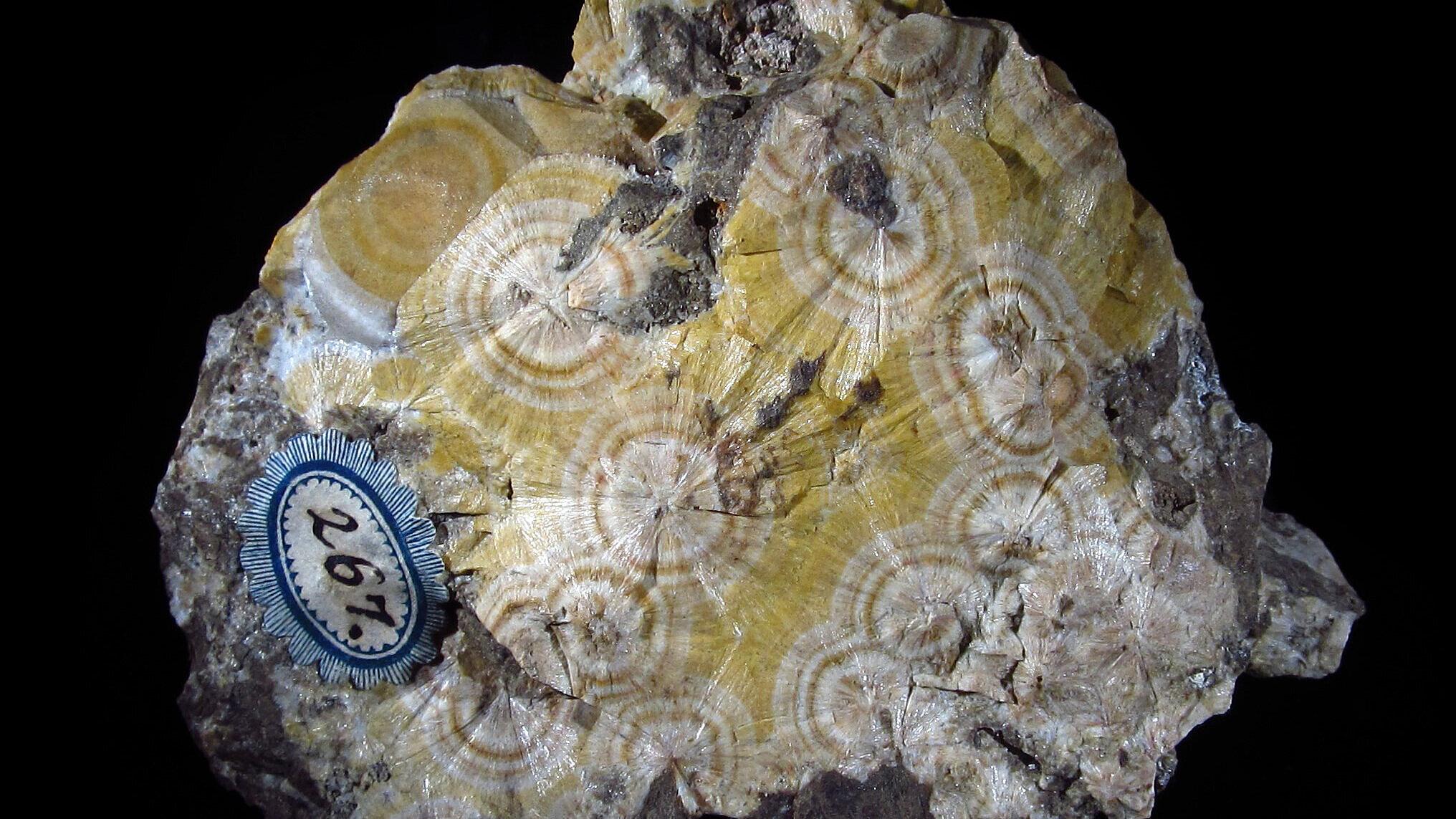 undefined. © Stadt Gera / Museum für Naturkunde (Fotograf: Frank Hrouda). © Stadt Gera / Museum für Naturkunde (Fotograf: Frank Hrouda)