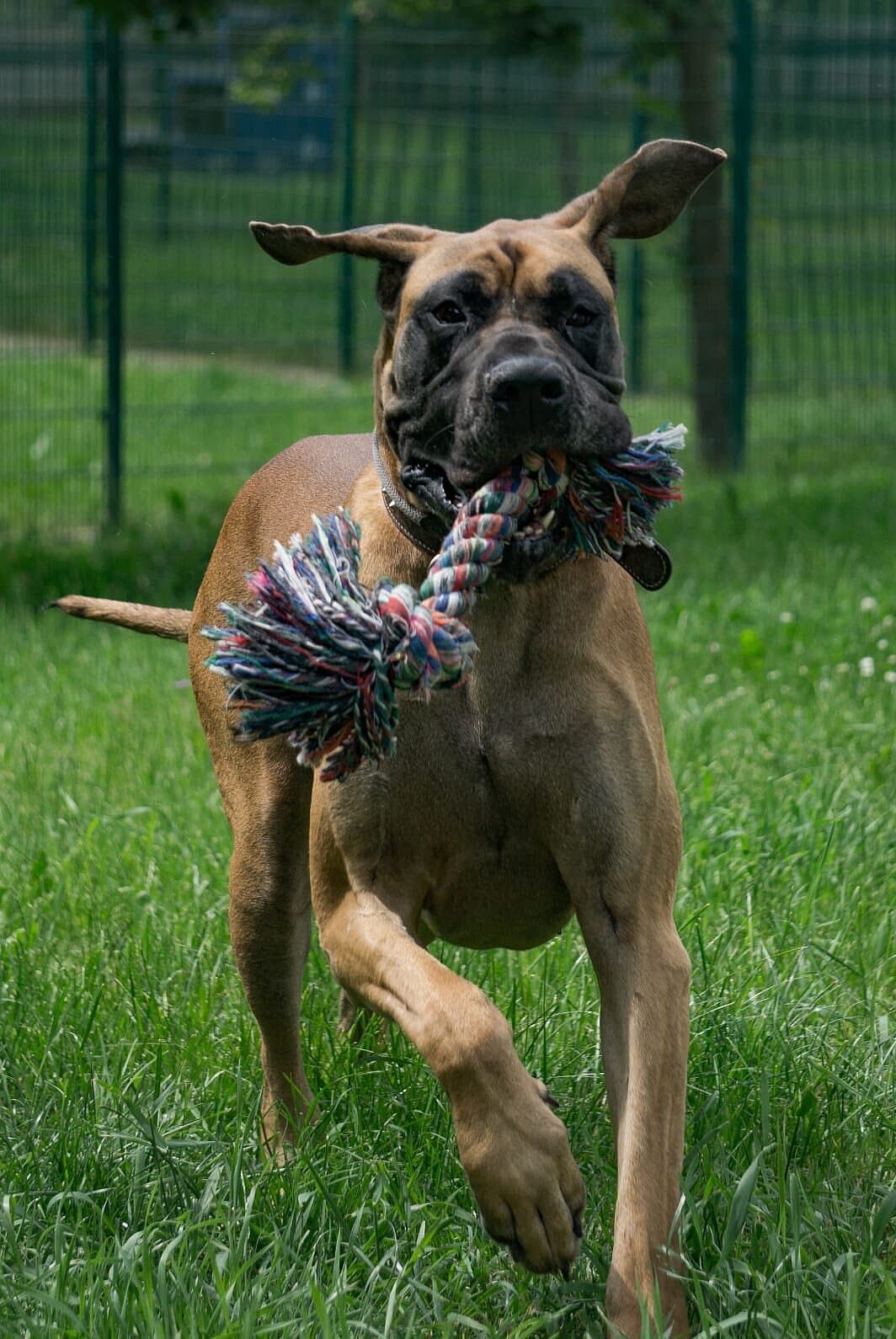 Deutsche Dogge. © Stadt Gera