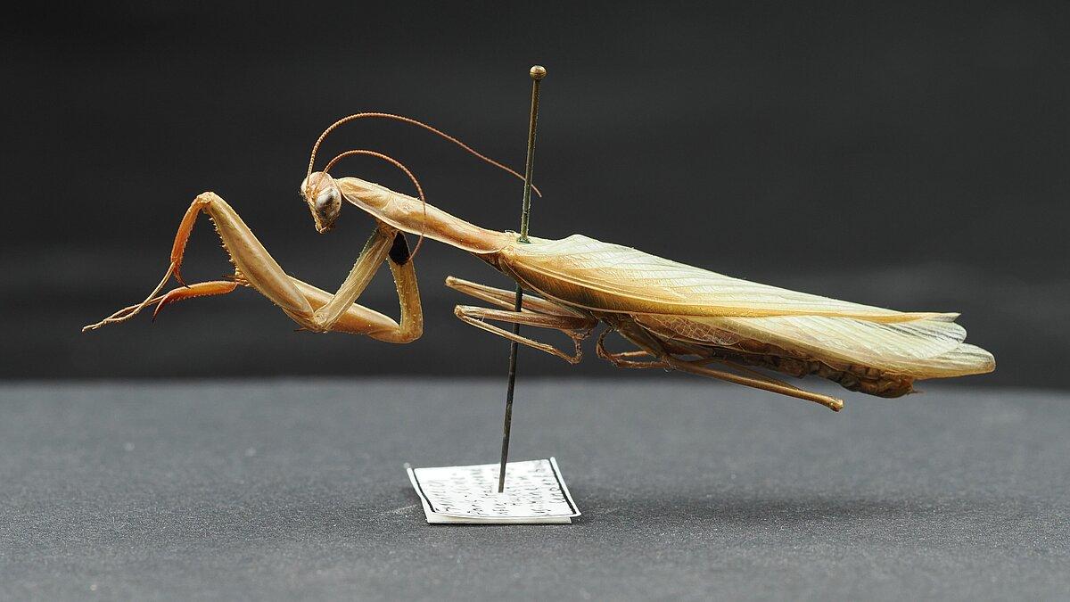 Europäische Gottesanbeterin (Mantis religiosa), Frankreich, Ufer der Seine, August 1969. Sammlung Malte Jänicke. © Stadt Gera / Museum für Naturkunde (Fotograf: Dr. Andreas Gerth)