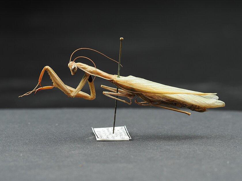 Europäische Gottesanbeterin (Mantis religiosa), Frankreich, Ufer der Seine, August 1969. Sammlung Malte Jänicke. © Stadt Gera / Museum für Naturkunde (Fotograf: Dr. Andreas Gerth)