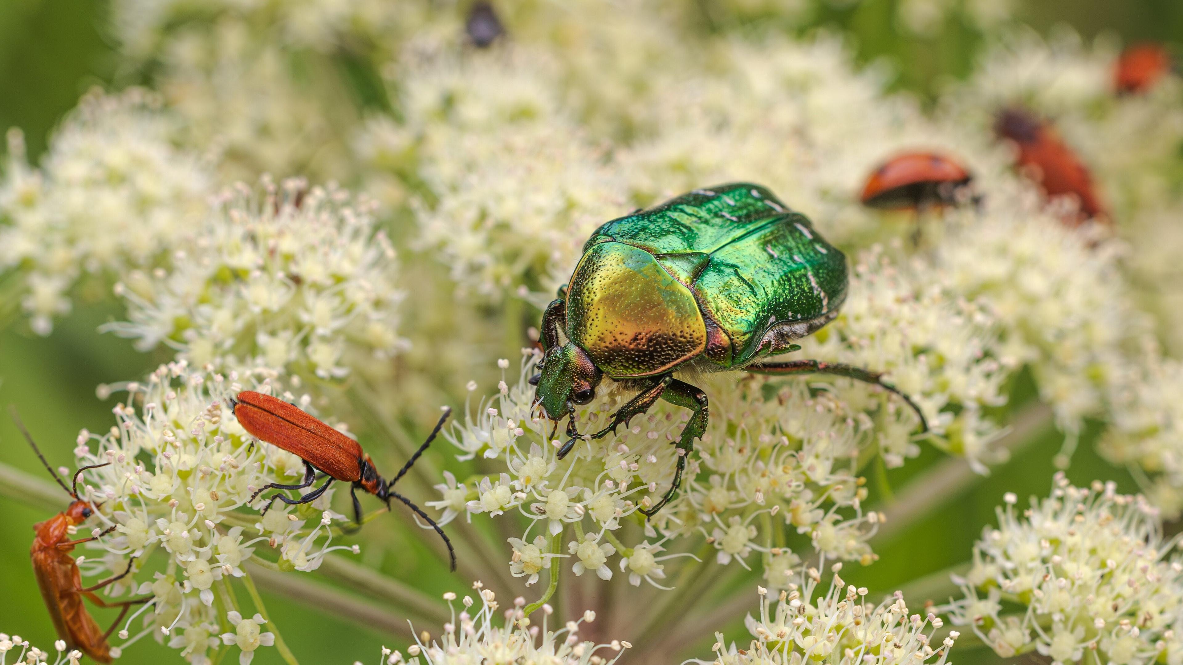 Rosenkäfer auf Doldenblüte. © Frank Schwarzentrub