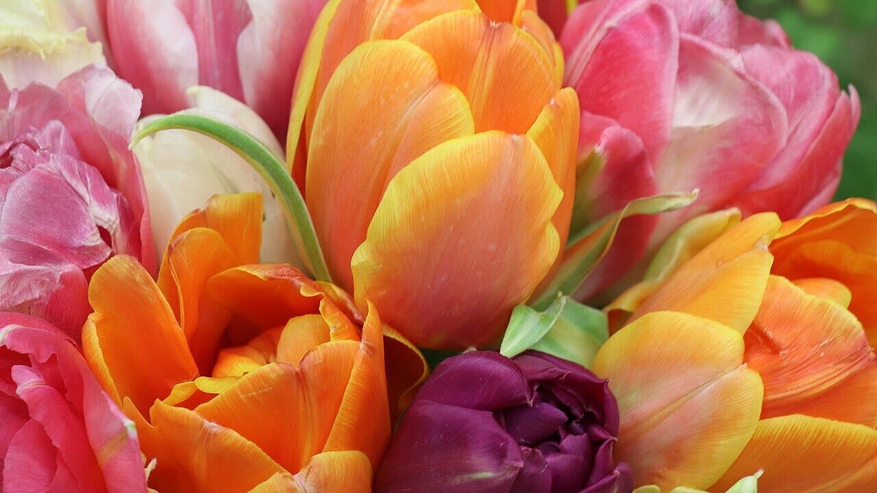 Bunte Tulpenblüten stehen dicht aneinander und von oben in die Kelche fotografiert auf dem Foto.. © pixabay, tulips-4026881_1280