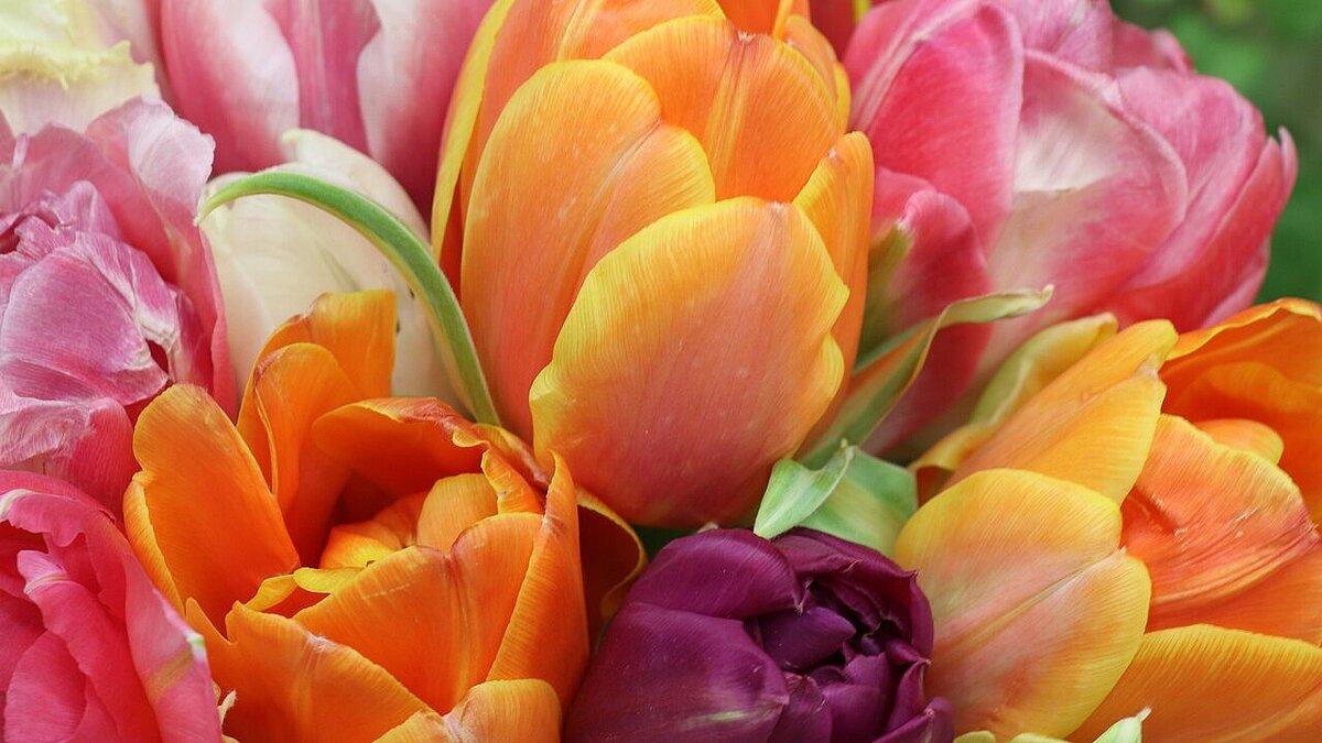 . © pixabay, tulips-4026881_1280
