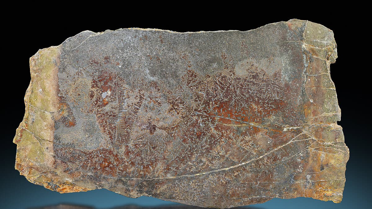 gediegen Silber in Quarz ("Hornstein"), Johanngeorgenstadt, Erzgebirge, Sachsen, Deutschland, 10,8 x 5,8 cm. © Stadt Gera / Museum für Naturkunde (Fotograf: Robert Kennedy)