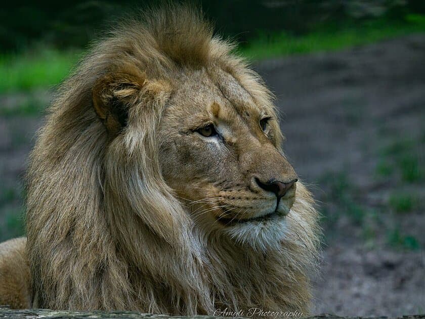 Löwe Bahati. © Stadtverwaltung Gera
