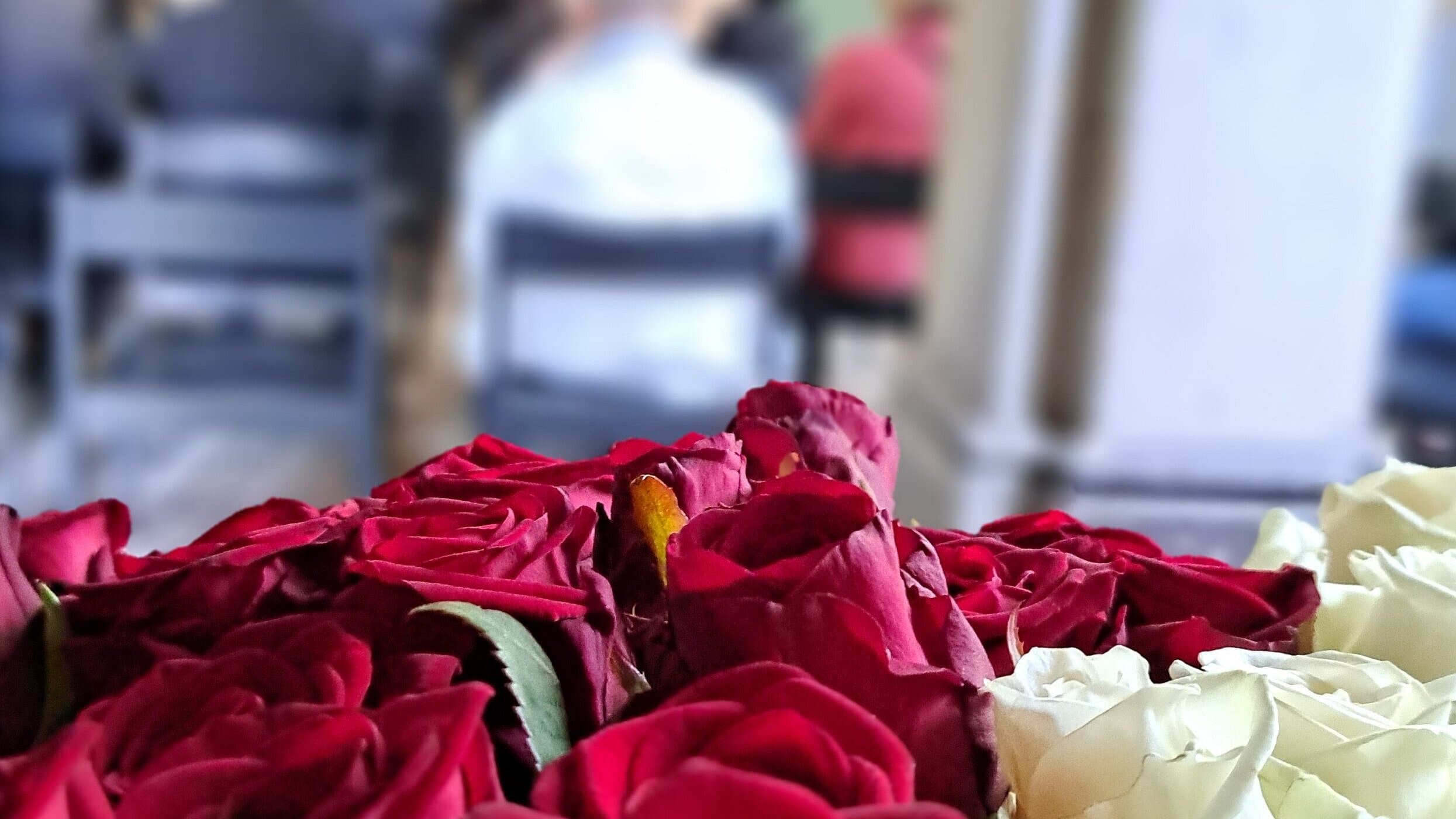 rote und weiße Rosen. © Stadt Gera