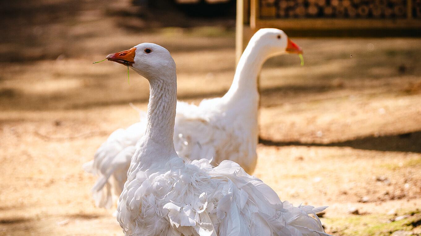 undefined. © Tony Matysik. © Tony Matysik