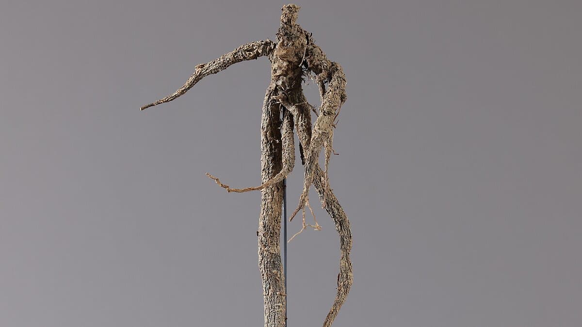 . © Stadt Gera / Museum für Naturkunde (Fotograf: Dr. Andreas Gerth)