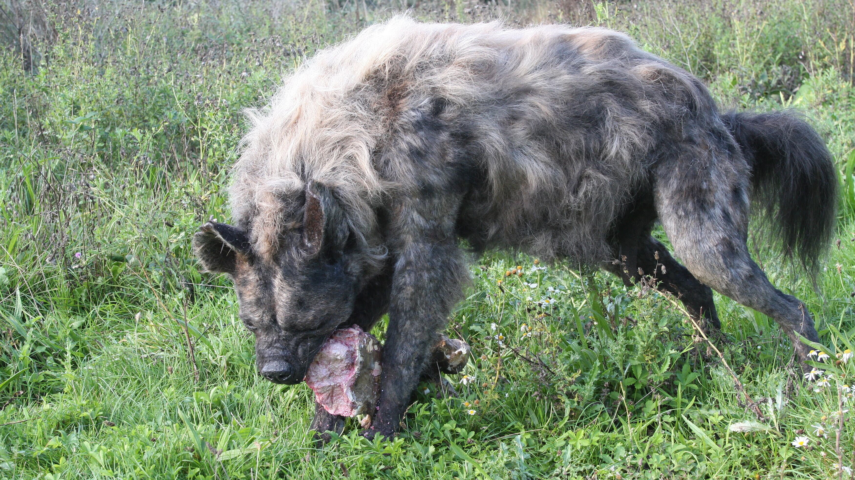 Spektakuläre Lebendrekonstruktion einer Höhlenhyäne. © Stadt Gera / Museum für Naturkunde (Fotograf: Remie Bakker)
