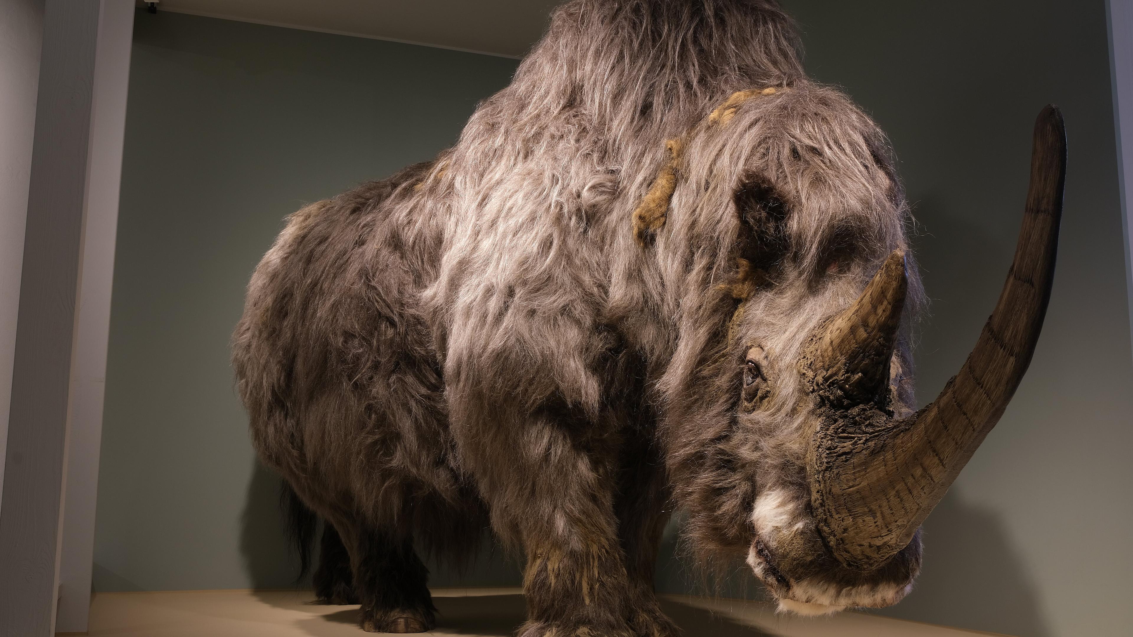 undefined. © Stadt Gera / Museum für Naturkunde (Fotograf: Dr. Andreas Gerth). © Stadt Gera / Museum für Naturkunde (Fotograf: Dr. Andreas Gerth)