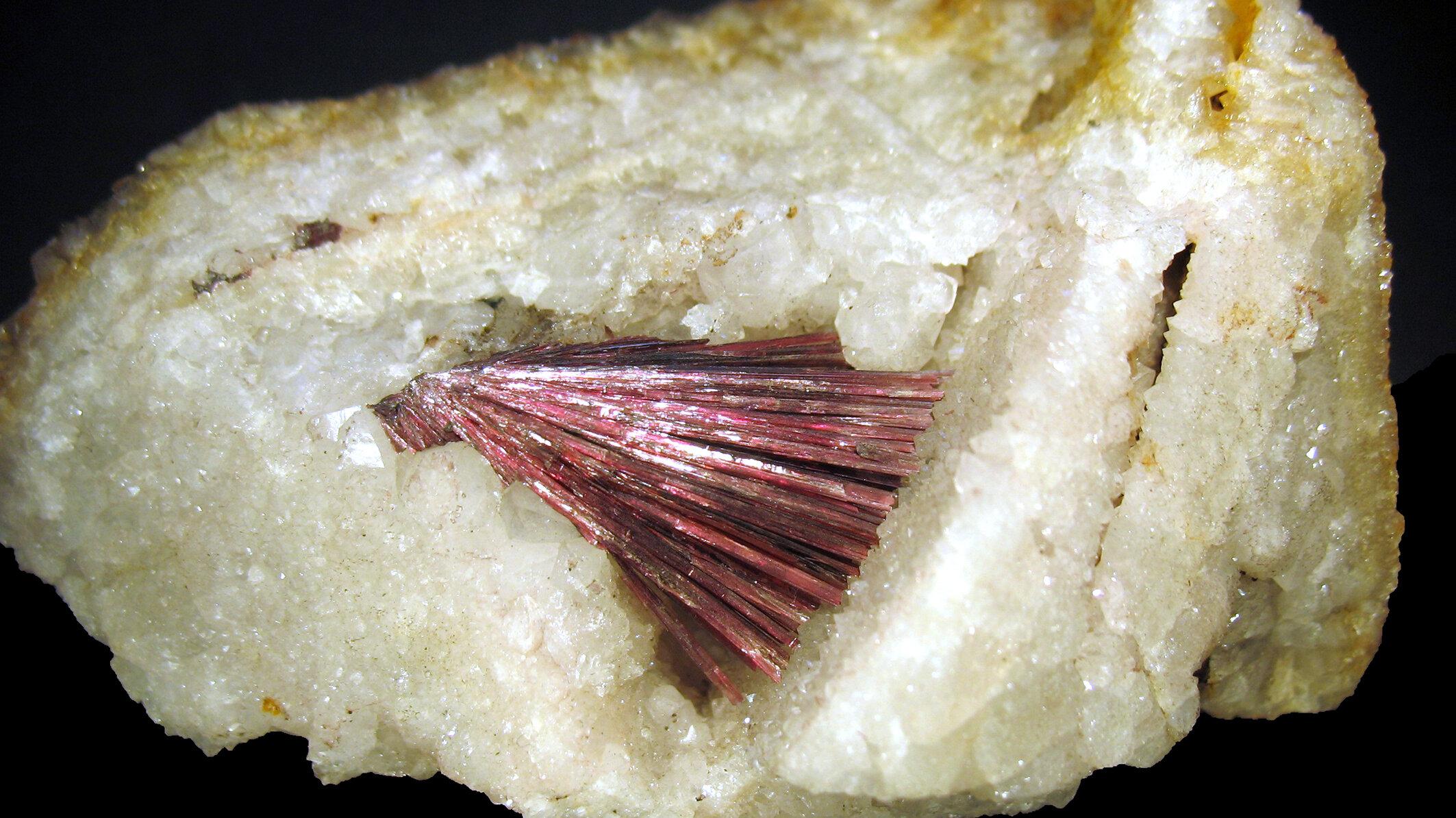 undefined. © Stadt Gera / Museum für Naturkunde (Fotograf: Frank Hrouda). © Stadt Gera / Museum für Naturkunde (Fotograf: Frank Hrouda)