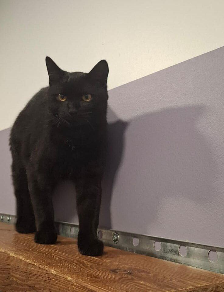 Katze. © Stadt Gera