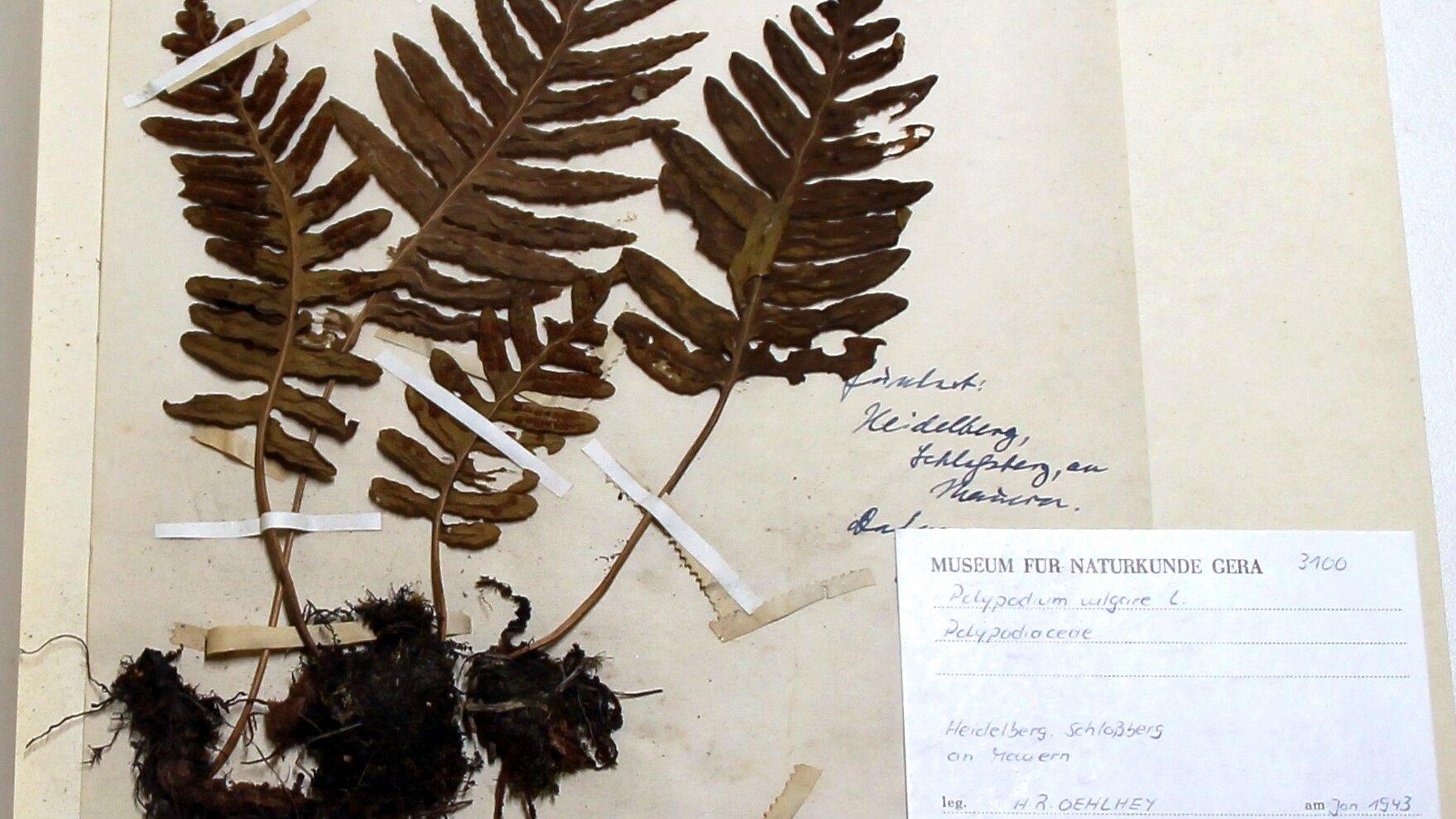 undefined. © Stadt Gera / Museum für Naturkunde Gera (Fotograf: René Köhler). © Stadt Gera / Museum für Naturkunde Gera (Fotograf: René Köhler)