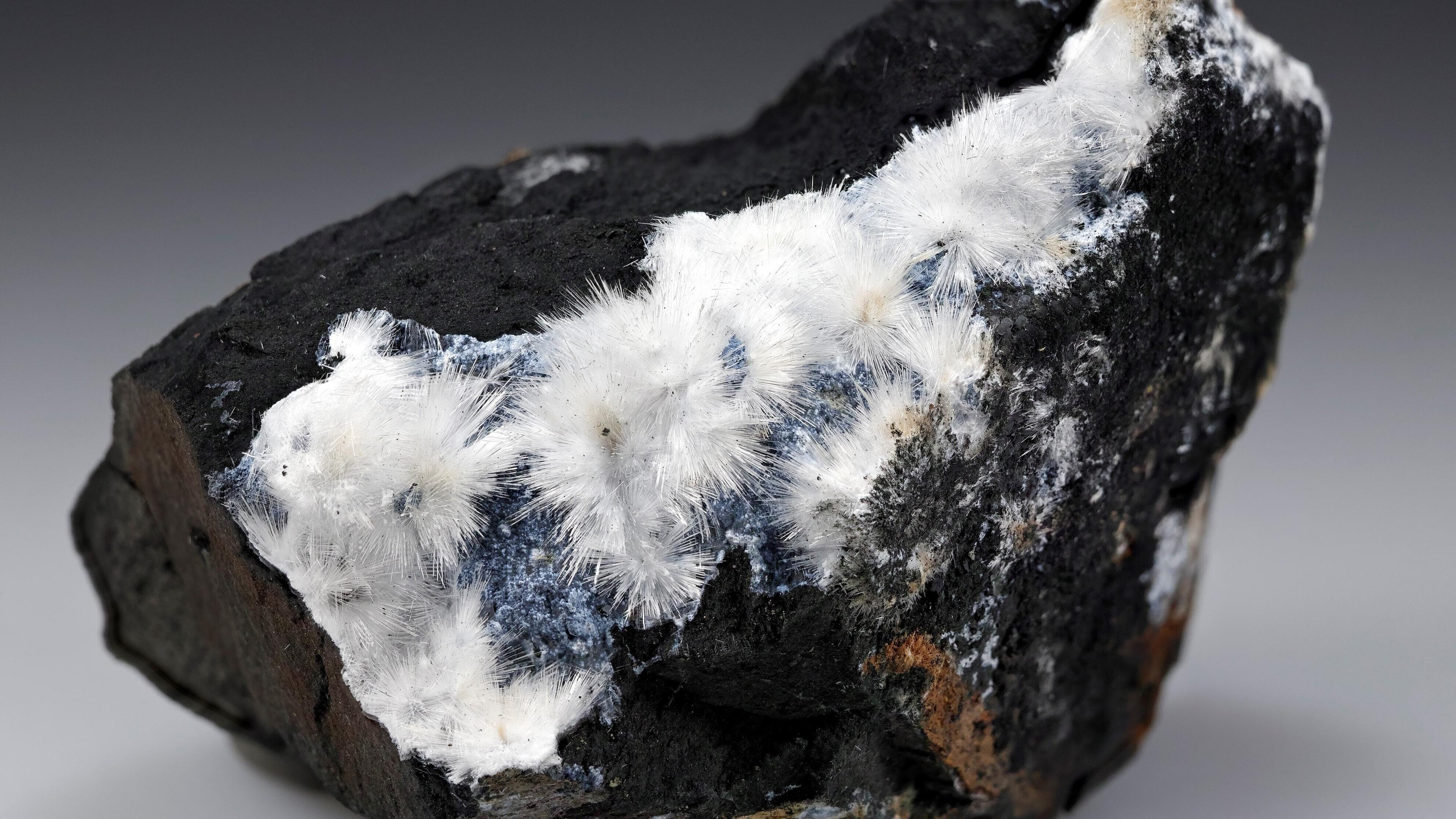 undefined. © Stadt Gera / Museum für Naturkunde (Fotograf: Matthias Reinhardt). © Stadt Gera / Museum für Naturkunde (Fotograf: Matthias Reinhardt)