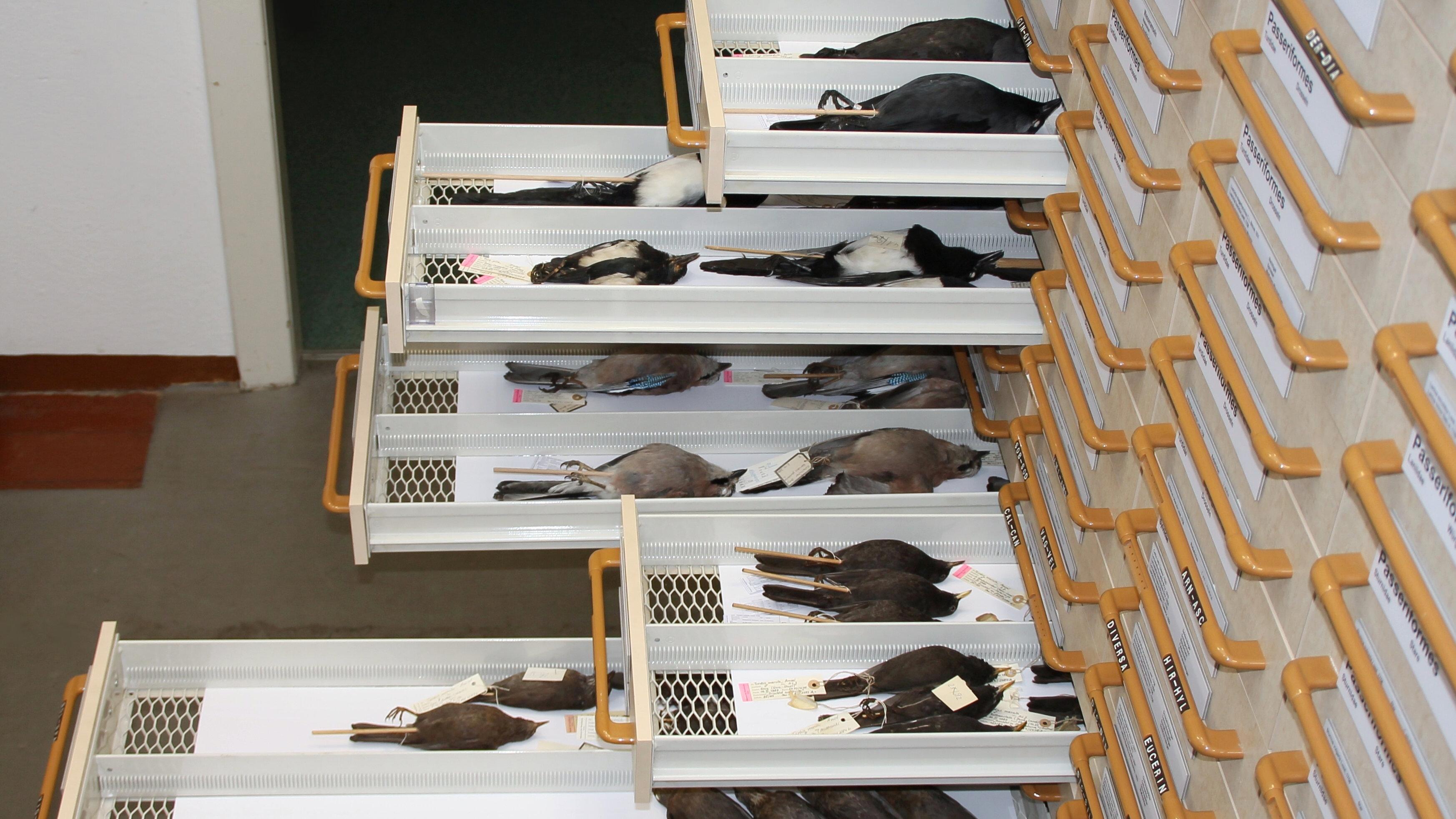 undefined. © Stadt Gera / Museum für Naturkunde (Fotograf: René Köhler). © Stadt Gera / Museum für Naturkunde (Fotograf: René Köhler)