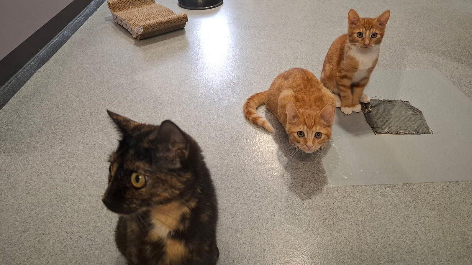 Katze mit Kitten. © Stadt Gera