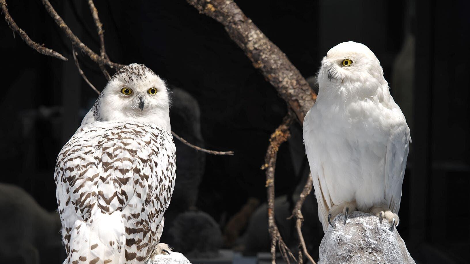 Die Schneeeule (Bubo scandiacus) jagt auch während der Polarnacht (Sammlung Museum für Naturkunde Gera). © Stadt Gera / Museum für Naturkunde (Fotograf: Dr. Andreas Gerth)