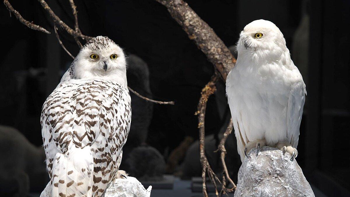 Die Schneeeule (Bubo scandiacus) jagt auch während der Polarnacht (Sammlung Museum für Naturkunde Gera). © Stadt Gera / Museum für Naturkunde (Fotograf: Dr. Andreas Gerth)