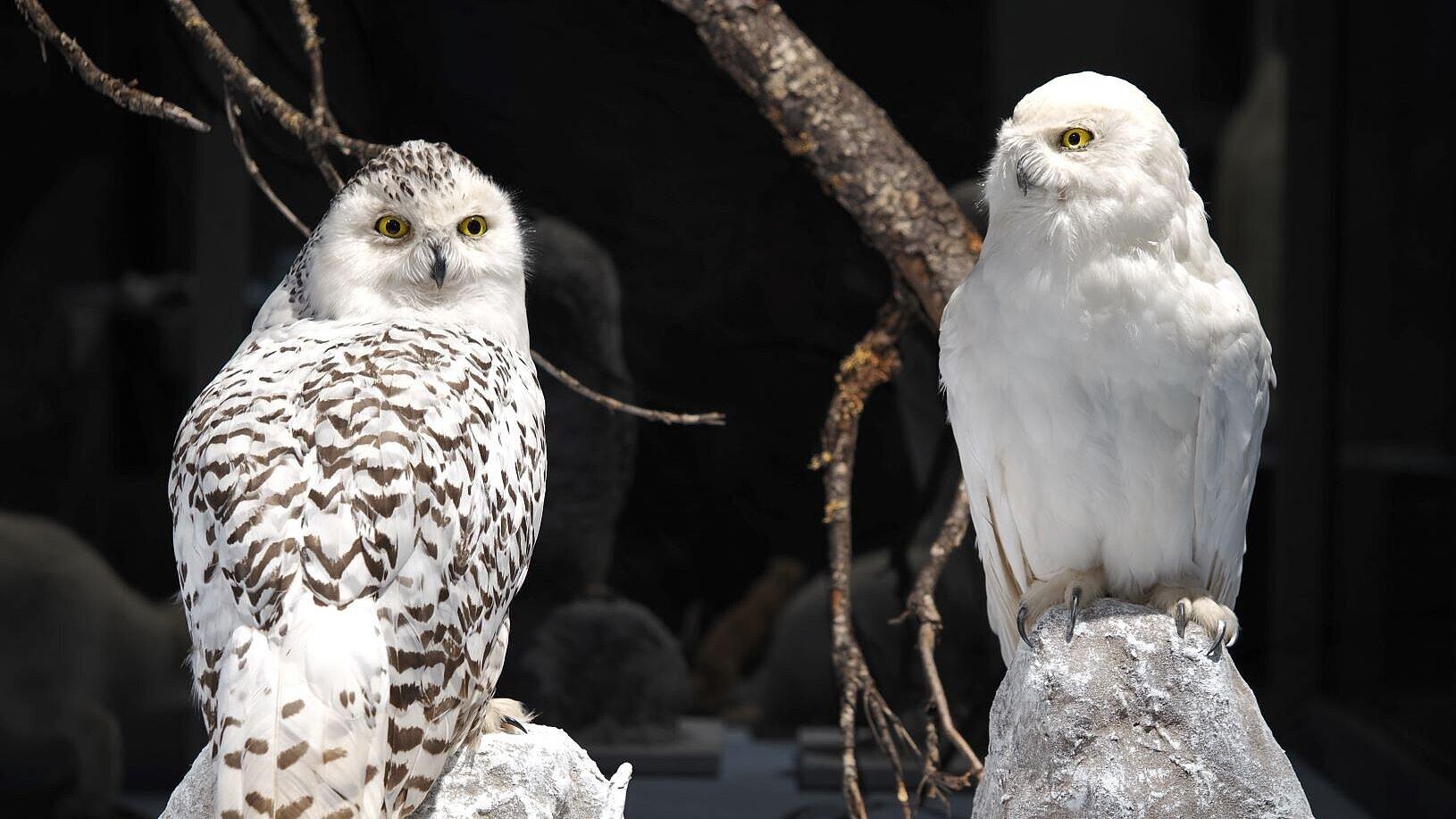 undefined. © Stadt Gera / Museum für Naturkunde (Fotograf: Dr. Andreas Gerth). © Stadt Gera / Museum für Naturkunde (Fotograf: Dr. Andreas Gerth)