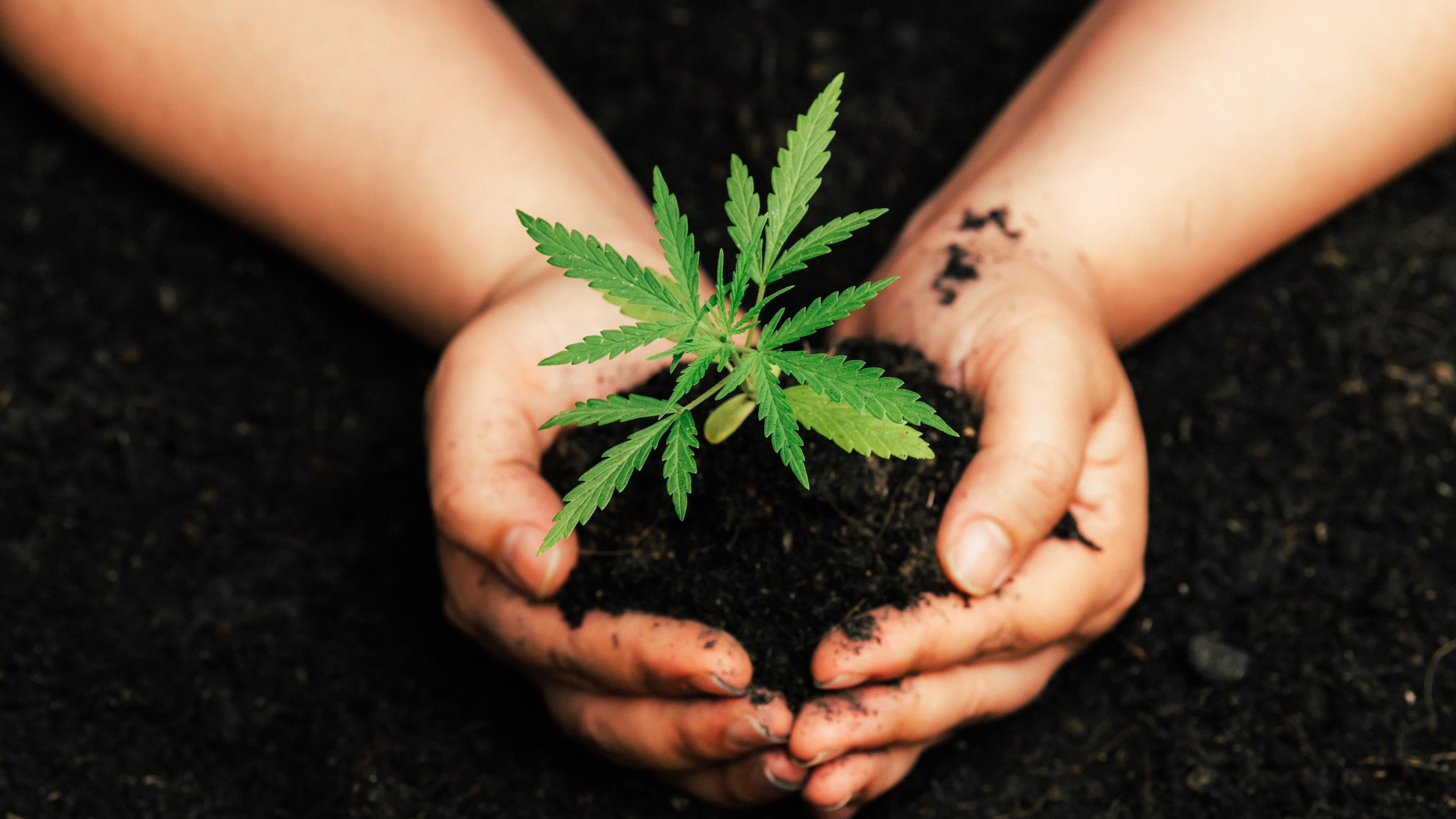 Beide Hände halten eine Cannabispflanze mit Erde.. © EKKAPON - stock.adobe.com