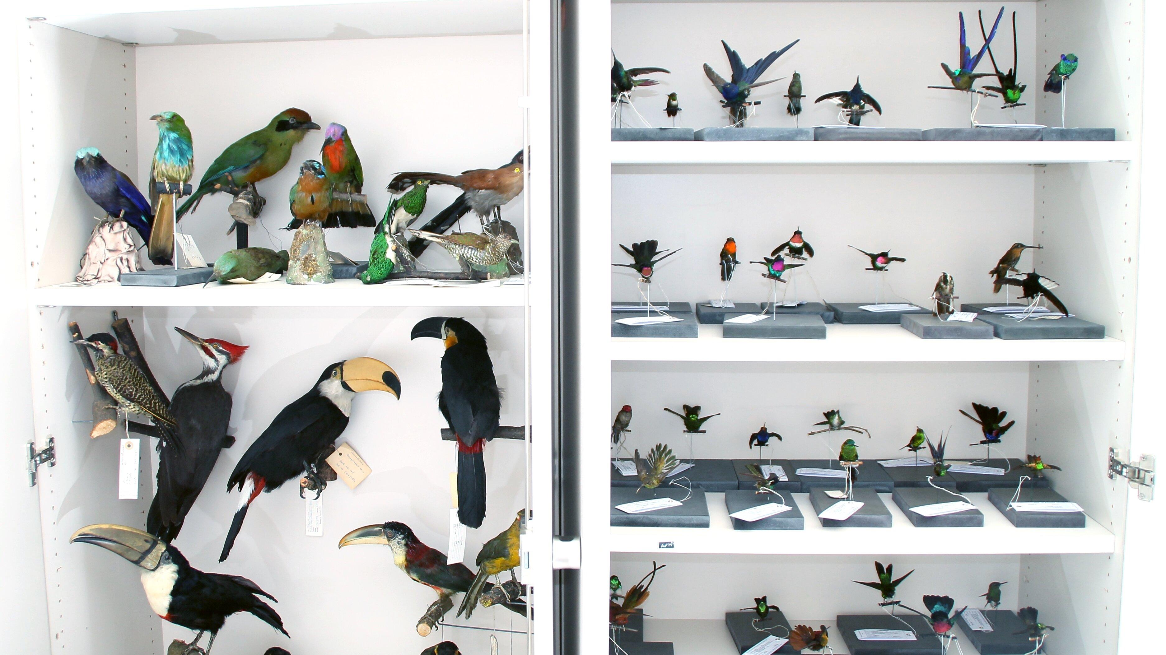 undefined. © Stadt Gera / Museum für Naturkunde (Fotograf: René Köhler). © Stadt Gera / Museum für Naturkunde (Fotograf: René Köhler)