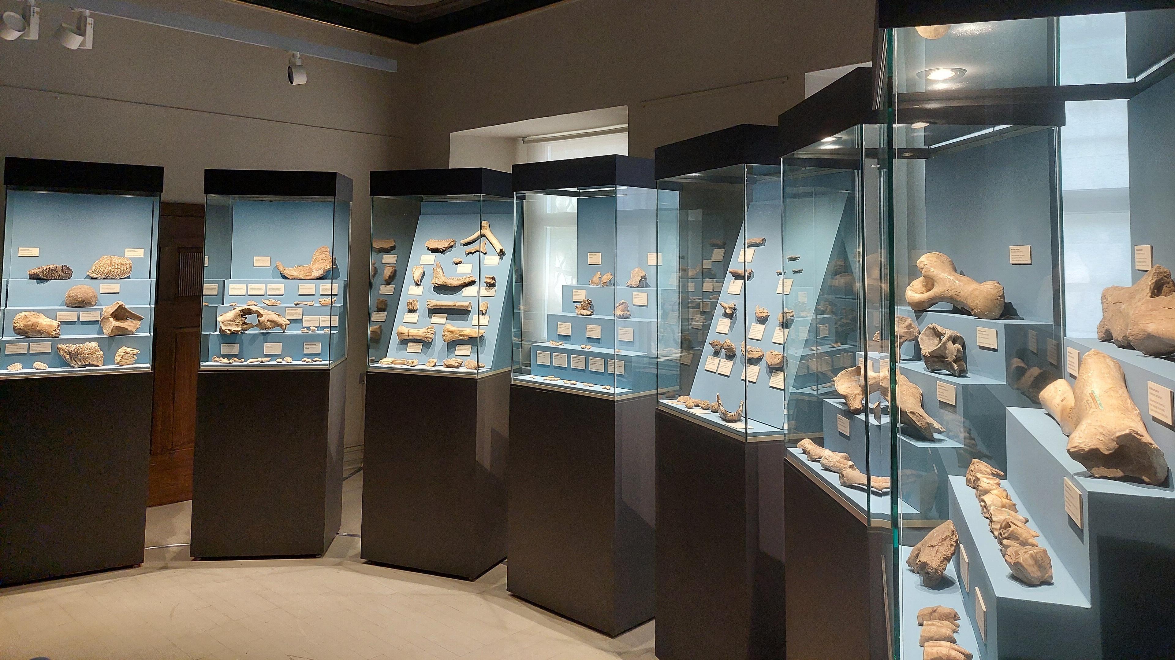undefined. © Stadt Gera / Museum für Naturkunde (Fotograf: Frank Hrouda). © Stadt Gera / Museum für Naturkunde (Fotograf: Frank Hrouda)