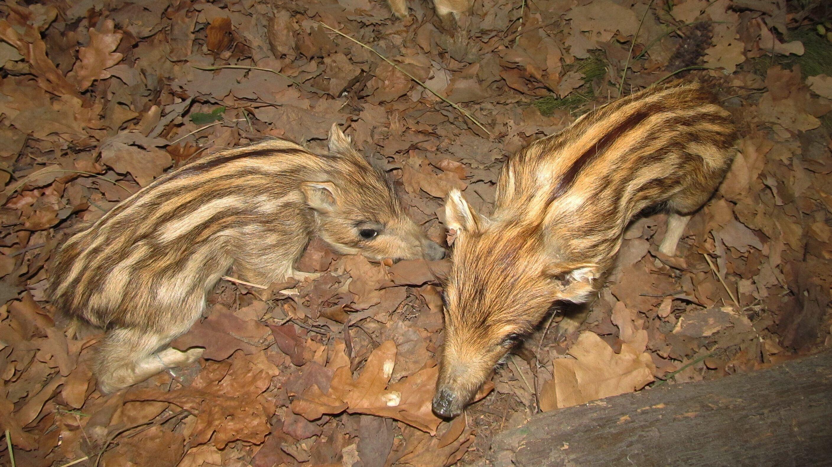 Wildschein-Bache mit ihren Frischlingen. © Stadt Gera / Museum für Naturkunde (Fotograf: Frank Hrauda)