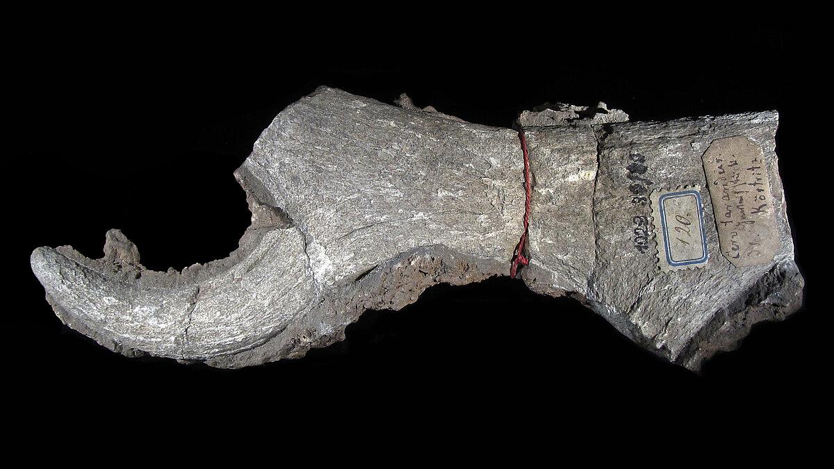 Eiszeitliches Rentiergeweih. © Stadt Gera / Museum für Naturkunde (Fotograf: Frank Hrouda)