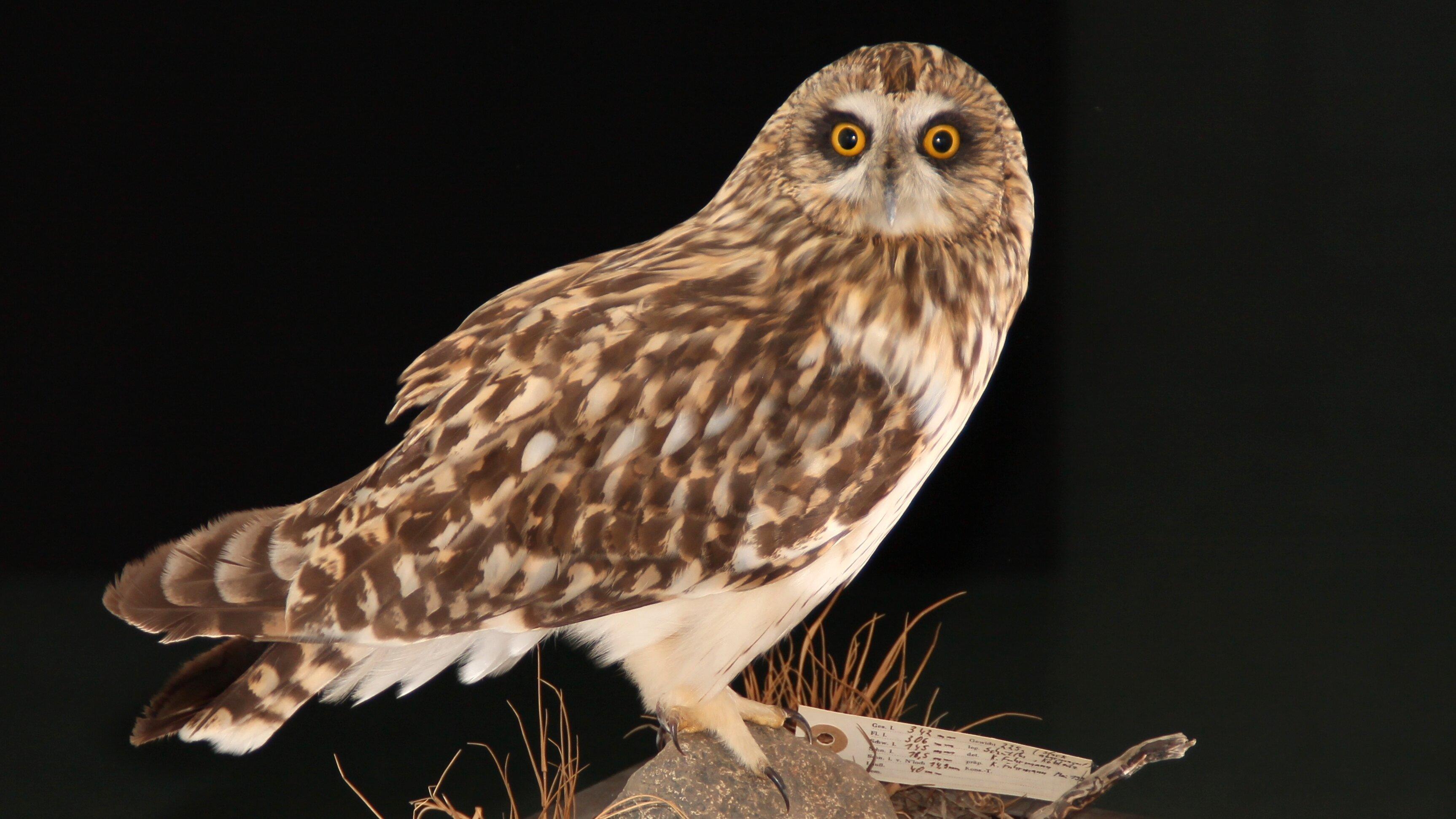 undefined. © Stadt Gera / Museum für Naturkunde (Fotograf: René Köhler). © Stadt Gera / Museum für Naturkunde (Fotograf: René Köhler)