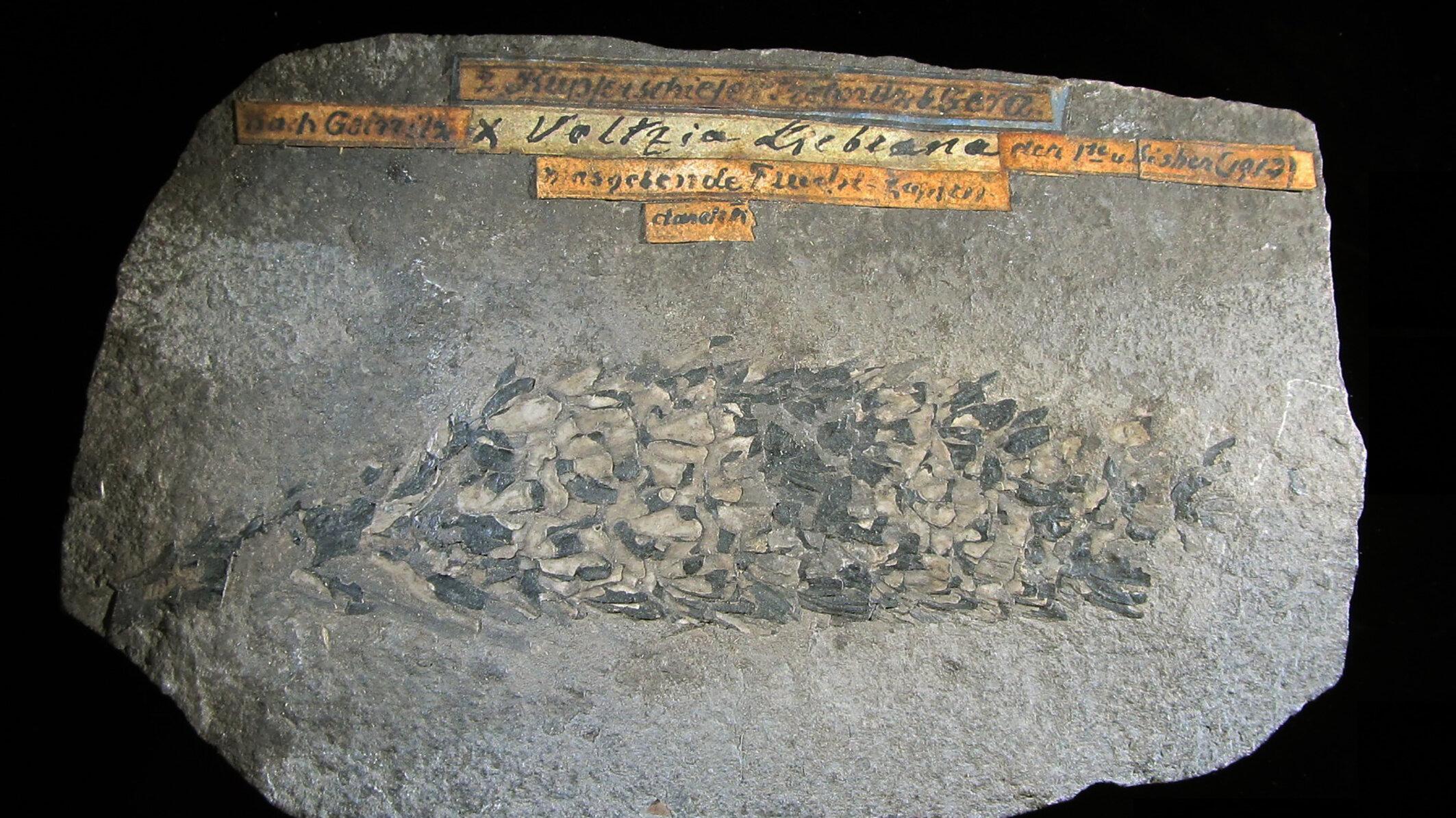 undefined. © Stadt Gera / Museum für Naturkunde (Fotograf: Frank Hrouda). © Stadt Gera / Museum für Naturkunde (Fotograf: Frank Hrouda)