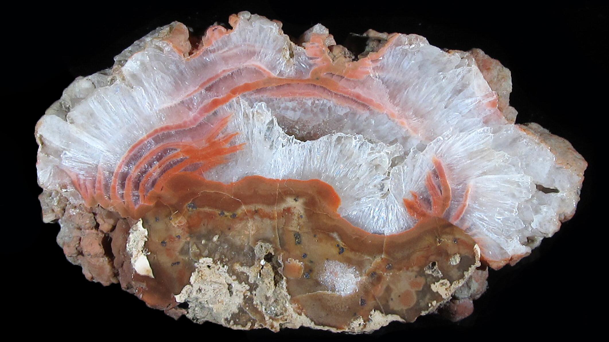 undefined. © Stadt Gera / Museum für Naturkunde (Fotograf: Frank Hrouda). © Stadt Gera / Museum für Naturkunde (Fotograf: Frank Hrouda)