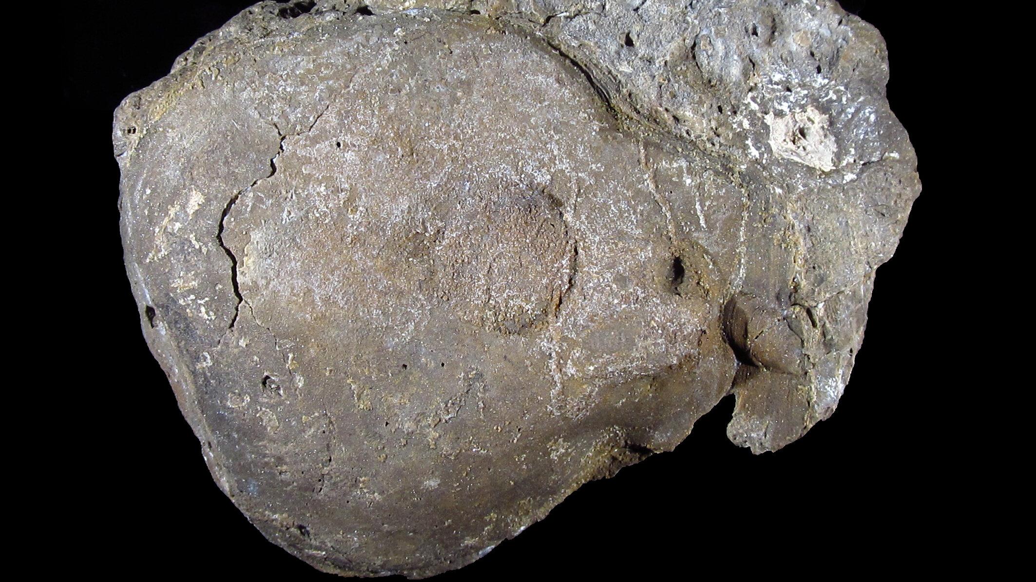 undefined. © Stadt Gera / Museum für Naturkunde (Fotograf: Frank Hrouda). © Stadt Gera / Museum für Naturkunde (Fotograf: Frank Hrouda)