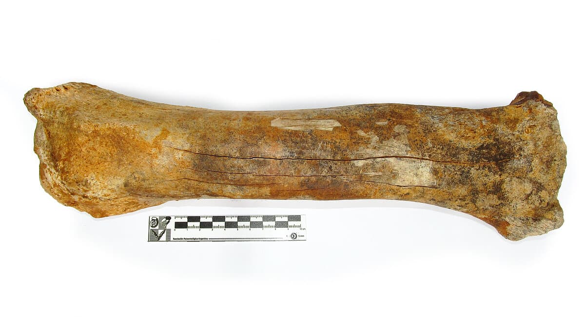 Knochen eines Steppenbison aus dem Geraer Stadtwald. © Stadt Gera / Museum für Naturkunde / Frank Hrouda