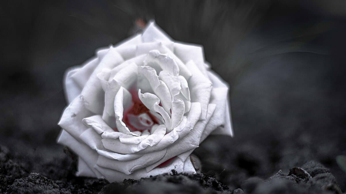 weiße Rose, schwarz weißes Foto. © pixabay