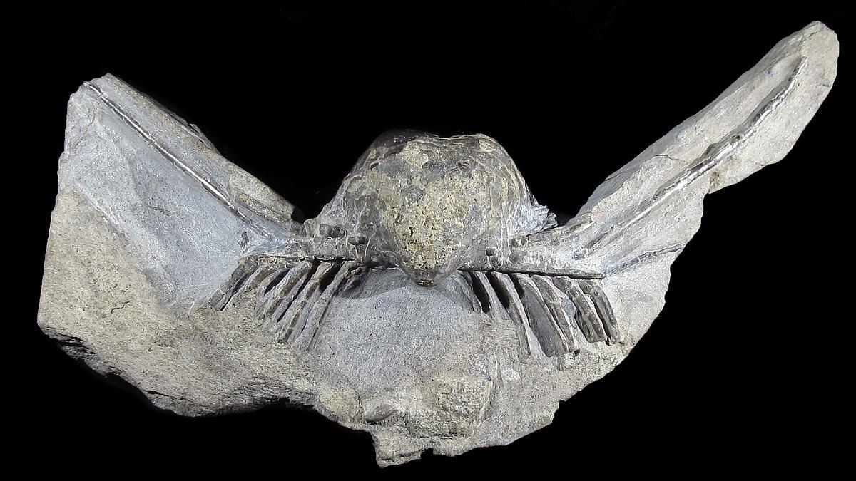 Brachiopoden-Fossil Horridonia horrida aus Röpsen, Gera 
