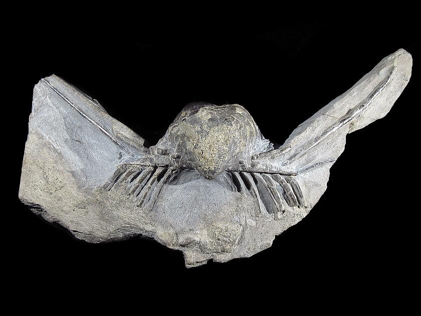 Brachiopoden-Fossil Horridonia horrida aus Röpsen, Gera 